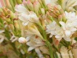 augmented_Polianthes tuberosa flower4_0_2316.jpeg